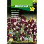 Hornum blomsterfrø løvemund Night & Day 