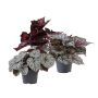 Begonia Rex ‘Merry Christmas’ Ø12 cm potte - flere farver