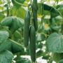Agurkeplante Cucumber Savitus økologi Ø11 cm potte