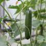 Skoleagurk 'Cucumis sativus' økologi Ø11,5 cm potte