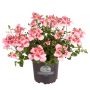 Diascia Ø11 cm potte - flere farver