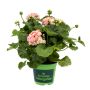 Pelargonium Royale Ø12 cm potte - flere farver