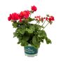 Pelargonium Royale Ø12 cm potte - flere farver
