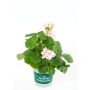 Pelargonium Royale Ø12 cm potte - flere farver