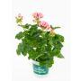 Pelargonium Royale Ø12 cm potte - flere farver