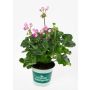 Pelargonium Royale Ø12 cm potte - flere farver