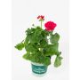 Pelargonium Royale Ø12 cm potte - flere farver