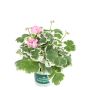 Pelargonium Royale Ø12 cm potte - flere farver