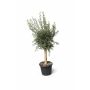 Oliventræ Olea europaea H170-180 cm