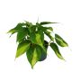 Philodendron Ø12 cm - flere varianter