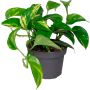 Philodendron Ø12 cm - flere varianter