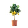 Citrontræ Ø24 cm potte