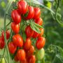 Blommetomat San Marzano 'Lycopersiocon' økologi Ø11,5 cm potte