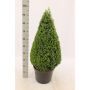 Buksbom Buxus Sempervirens kegleformet 70-80 cm