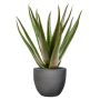 Emerald kunstig aloe vera 50 cm