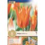Kapiteyn blomsterløg tulipan Lily Flowered Marianne 8 stk. 