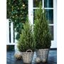 Sukkertopgran Picea glauca Conica 50-60 cm