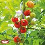 Bellissa tomatspiral  Ø7 mm 150 cm 