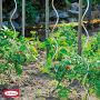 Bellissa tomatspiral  Ø7 mm 150 cm 