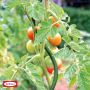 Bellissa tomatspiral grøn Ø8 mm 170 cm 