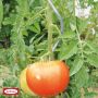 Bellissa tomatspiral galvaniseret 200 cm 