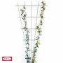 Bellissa vifteformet rosenespalier hvid 150x75 cm