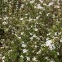 Hæk Spiraea Cinerea Grefshaim 30-50 cm 10 stk