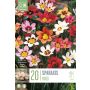 Kapiteyn blomsterløg Sparaxis Mix Harlequin Flowers 20 stk.