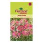 Piardino blomsterfrø cleome Cherry Queen 