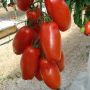 Cherrytomat San Marzano 'Lycopersiocon esculentum' økologi Ø11,5 cm potte