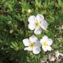 Hækplante Potentilla Abbotswood hvid 30-50 cm 10 stk.