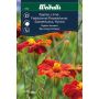 Weibulls blomsterfrø tagetes Linné Burning Embers 
