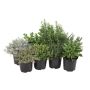 Italienske krydderurter Ø14 cm potte - flere varianter