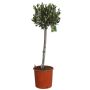 Oliventræ Olea opstammet Ø20 cm potte - flere varianter