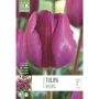 Kapiteyn blomsterløg tulipan Triumph Negrita 10 stk. 