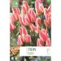 Kapiteyn blomsterløg tulipan Greigii Quebec 10 stk. 