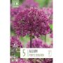 Kapiteyn blomsterløg prydløg Allium Aflatunens lilla 5 stk. 