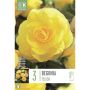 Kapiteyn blomsterløg begonia Double Yellow 3 stk.