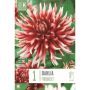 Kapiteyn blomsterløg dahlia Friquolet 1 stk. 