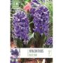 Kapiteyn blomsterløg hyacinth Blue Star 4 stk.