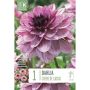 Kapiteyn blomsterløg dahlia Creme de Cassis 1 stk. 