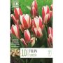 Kapiteyn blomsterløg tulipan Floresta 10 stk. 