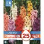 Kapiteyn blomsterløg gladiolus Mix promo 25 stk.