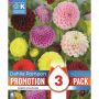 Kapiteyn blomsterløg dahlia promo Pompon mix 3 stk. 