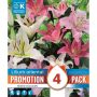 Kapiteyn blomsterløg lilje Oriental promo 4 stk.