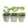 Elho såbakke Green Basics Grow Tray plast 22 cm