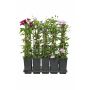 Klematis Ø15 cm potte - flere farver