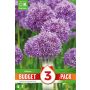 Kapiteyn blomsterløg prydløg Allium Purple Sensation budget 3 stk. 