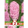 Kapiteyn blomsterløg hyacint Pink budget 2 stk. 