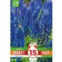 Kapiteyn blomsterløg perlehyacint Muscari Armeniacum budget 15 stk. 